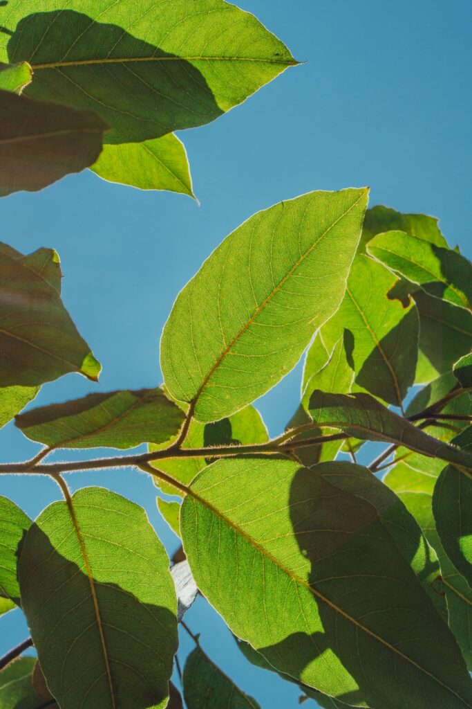 Nature-photo-ecologie