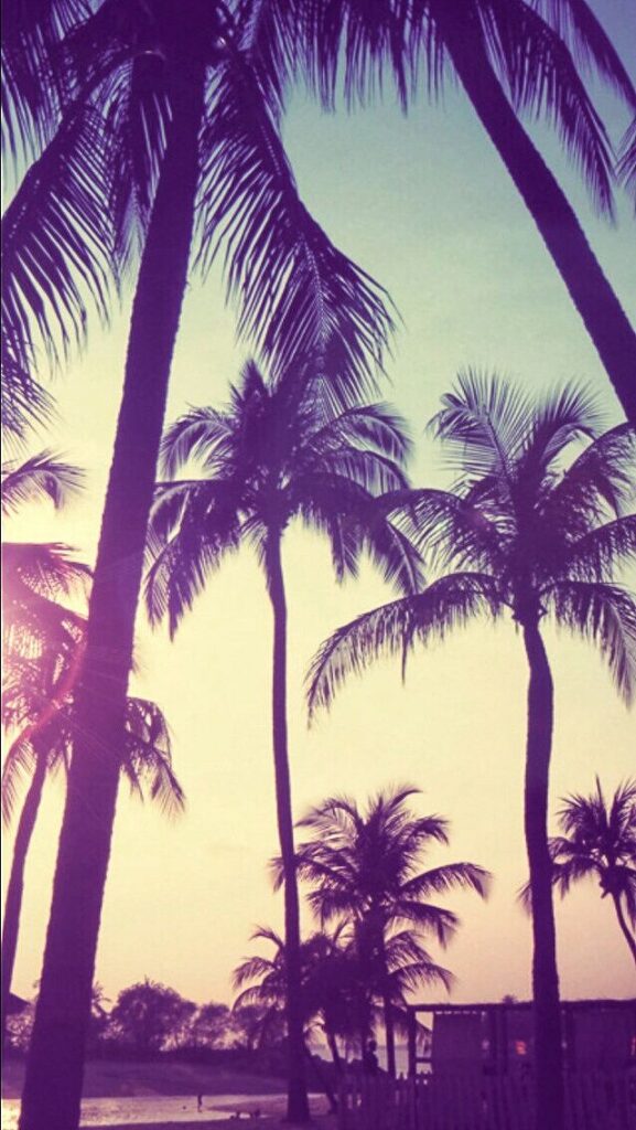 Palm trees sunset iphone wallpaper